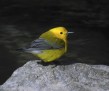 thumb_700_750_10th_place_Mike_McDowell_Digiscoping_Prothonotary_Warbler[13]